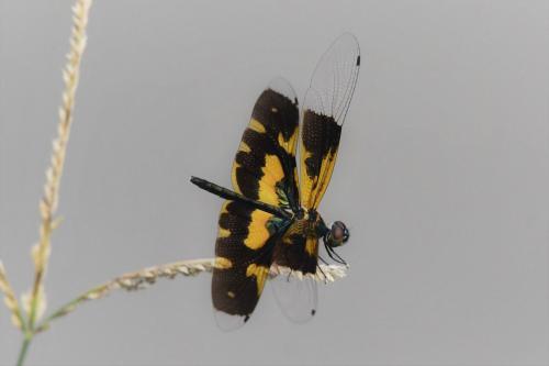 Rhyothemis variegata